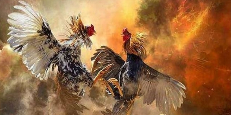 Các yếu tố quyết định đến sự thành công trong đá gà